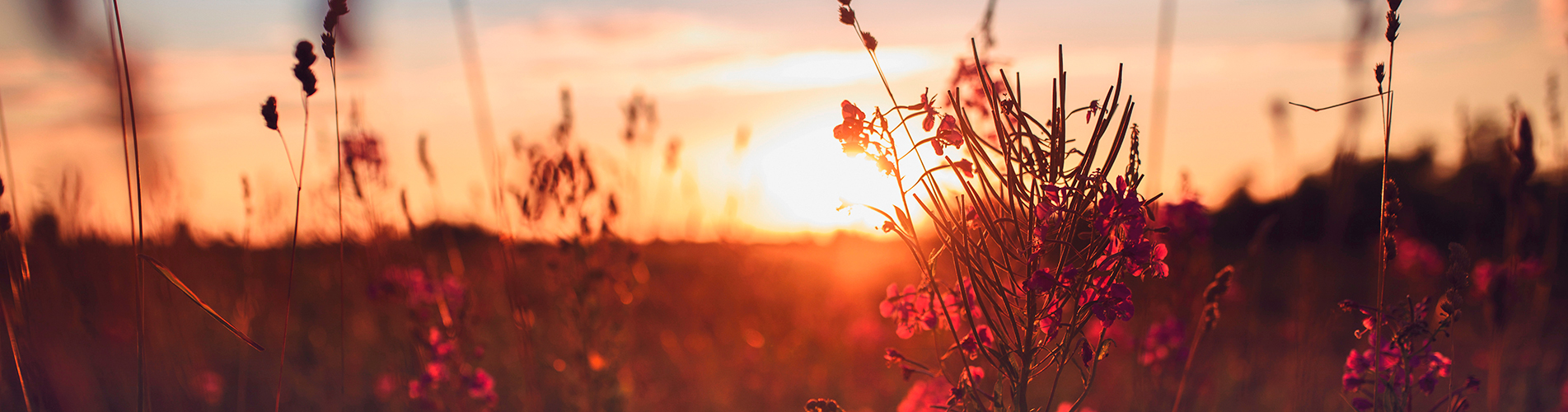 Авиабилеты из Пскова